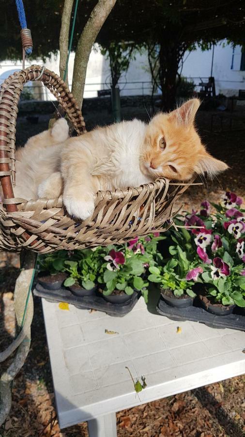 Castelveccana B&B Il Gatto Nero المظهر الخارجي الصورة